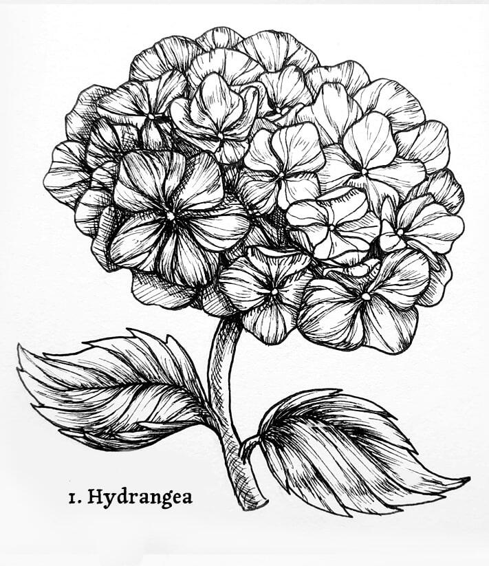 Black and white illustration of a flowers, a hydrangea.