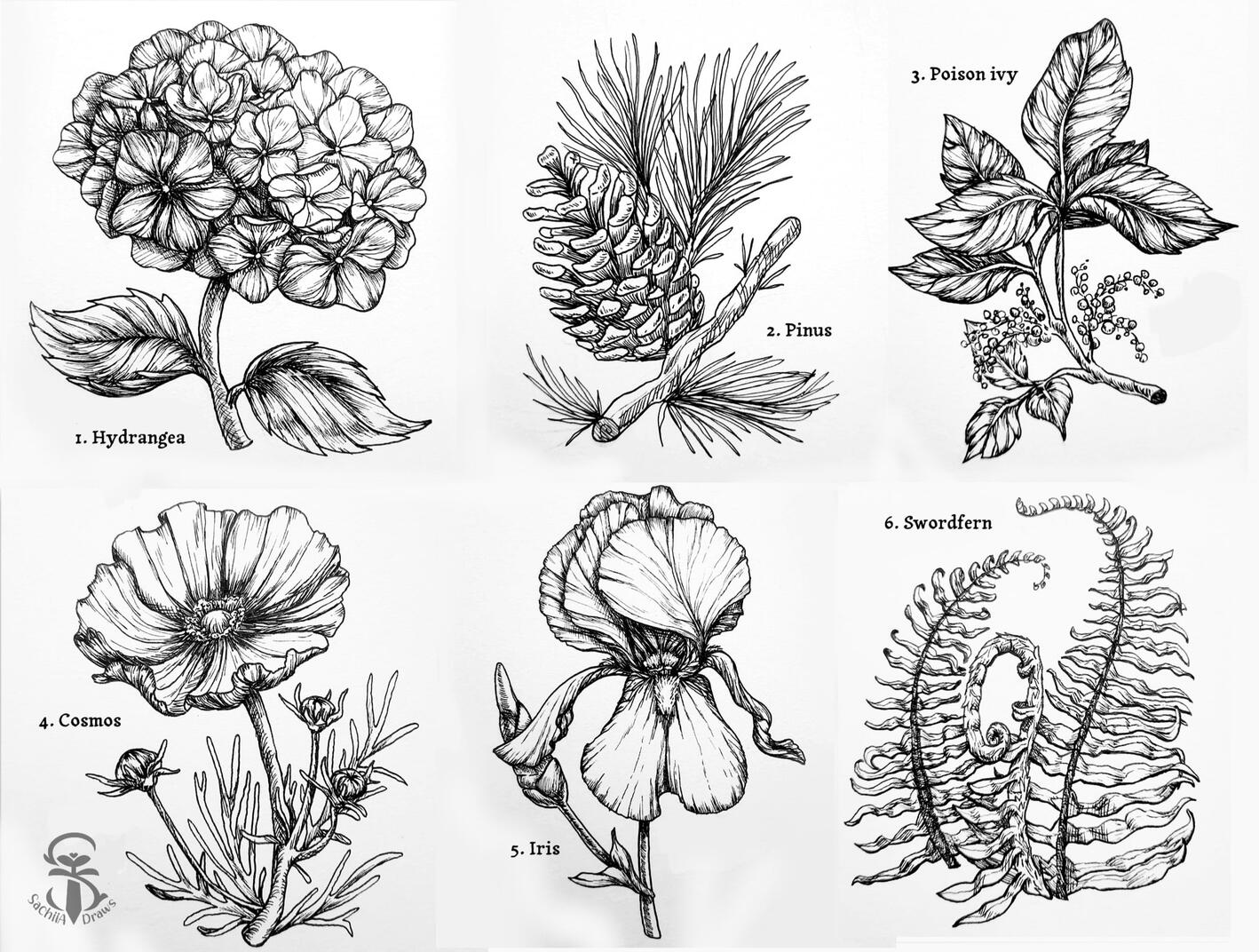 6 Black and white illustrations of flowers and plants. Hydrangea, pinus, poison ivy, cosmos, iris and swordfern.
